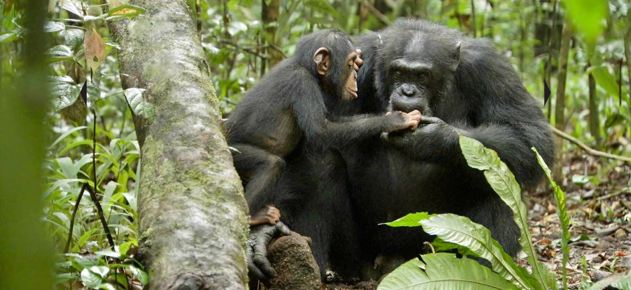 disney chimpanzee