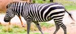 Animal Kingdom Villas Kidani zebra