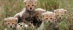african-cats disney nature