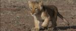 african-cats from disney nature